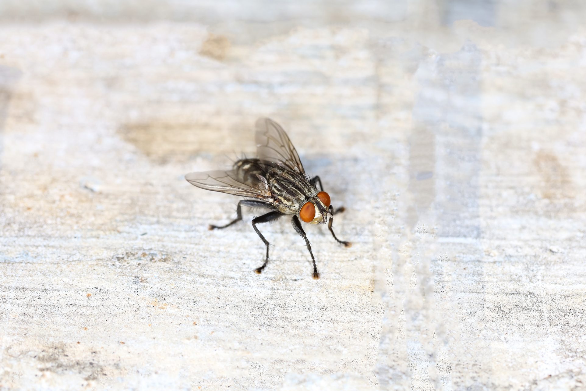 Close up The housefly insect is beautiful bug on cement floor