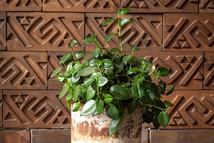 Potted Native South and Central American Plant (Peperomia serpens) Against a Stylish Brick Wall