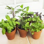 The 10 Best Plants for an Indoor Herb Garden