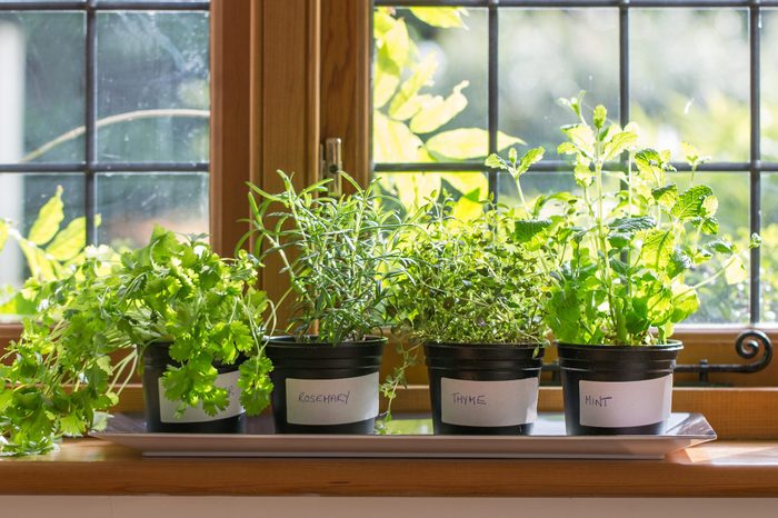 Herbs on a windowsill