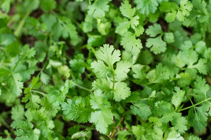 full frame of cilantro leaves