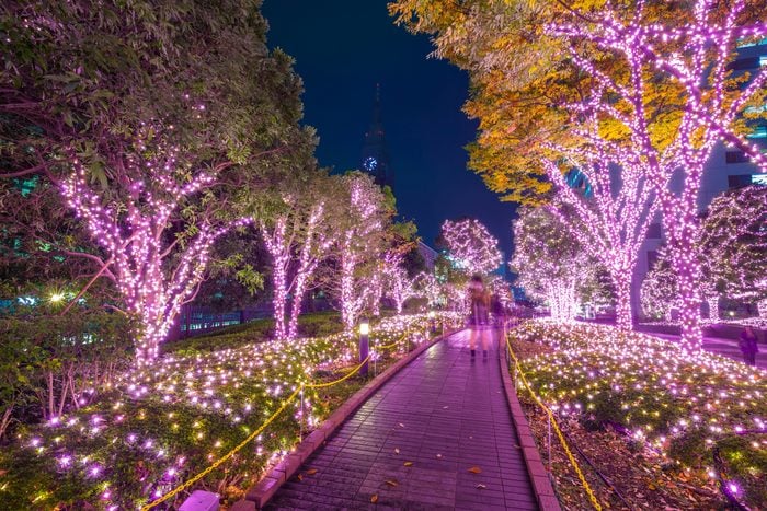 purple holiday lights on trees and grass in a park