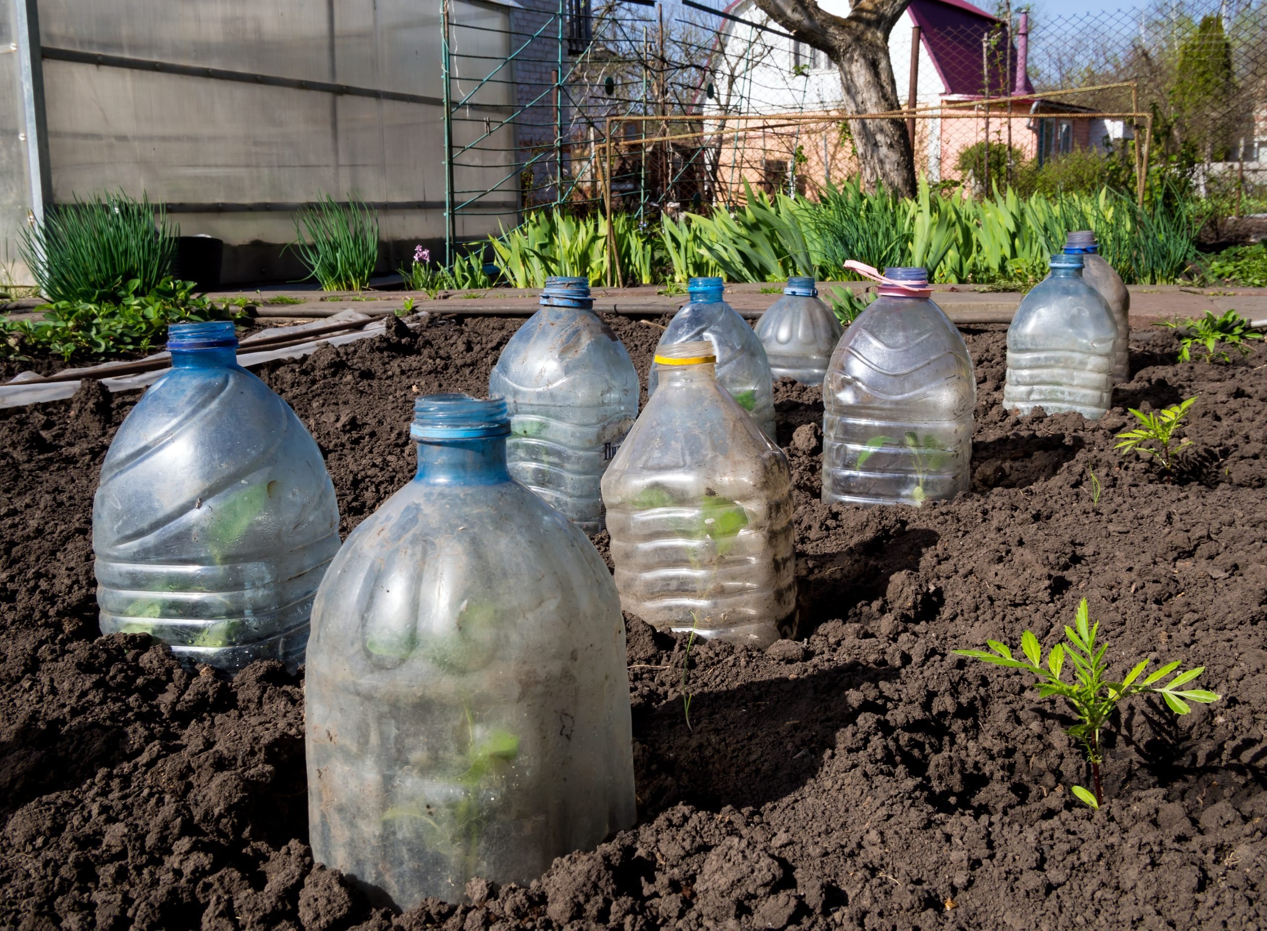 Variety of plastic bottles protect the seedlings in an outdoor garden