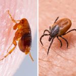 What’s the Difference Between Fleas and Ticks?