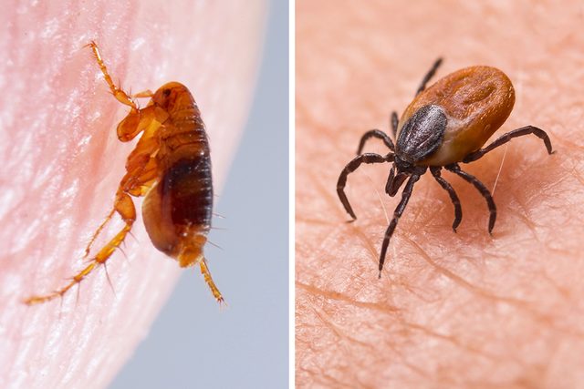 Side by side comparison of a lose up of a flea and a tick