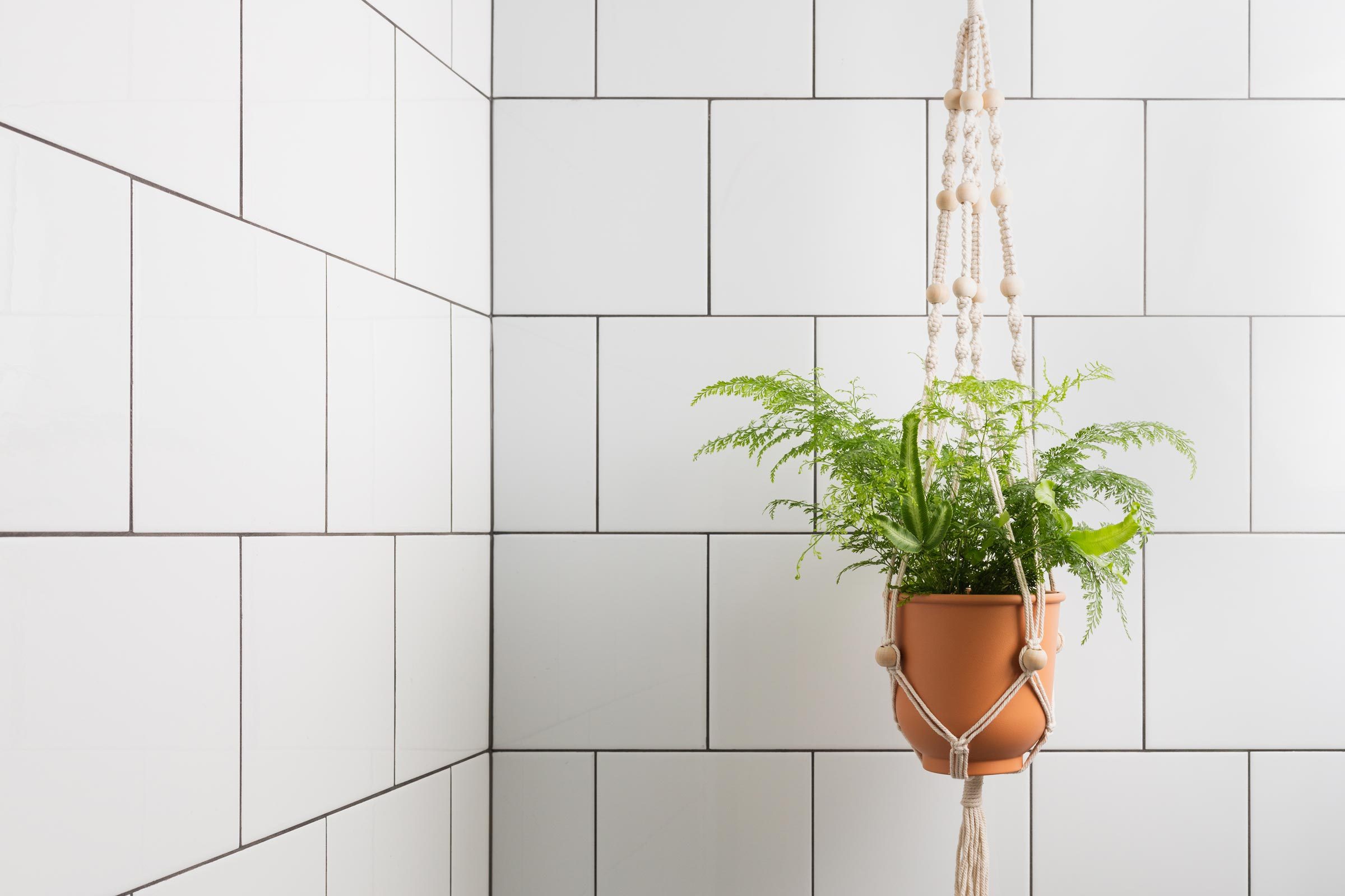 hanging fern in a bathroom shower with white tile wall I the background