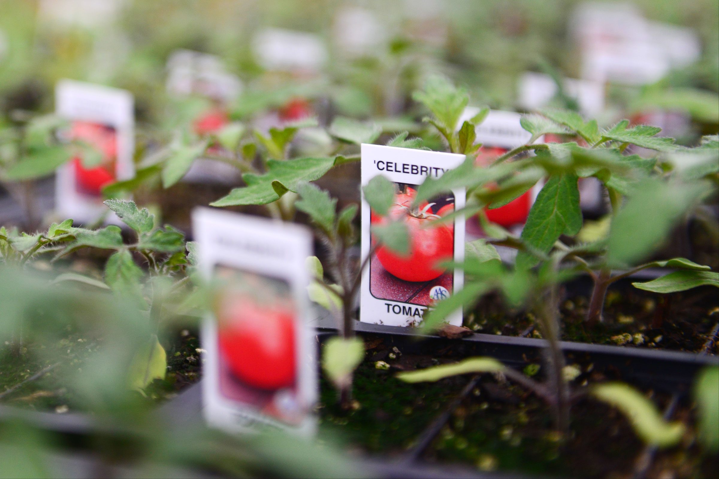 celebrity tomato tag in a tomato plant at a greenhouse