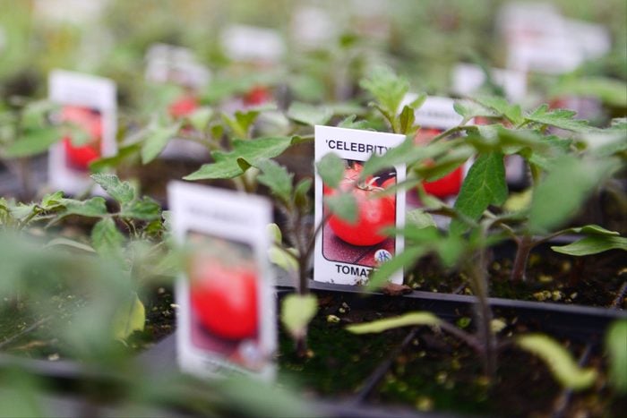 celebrity tomato tag in a tomato plant at a greenhouse