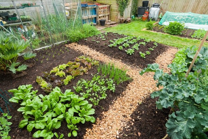 A no-dig style vegetable garden in spring where compost is spread over the soil surface as a mulch and natural processes are allowed to perform cultivation