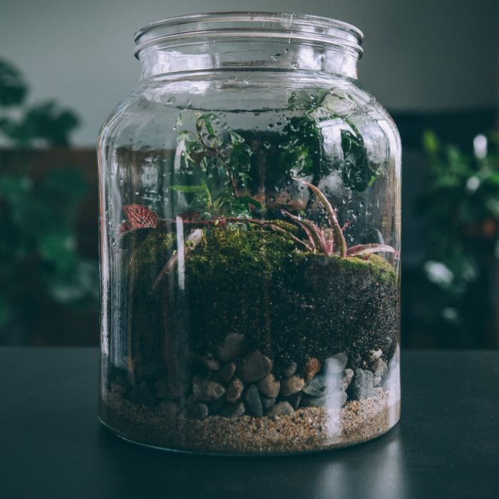 Terrarium, small self-sufficient ecosystem, a miniature garden, growing in a glass jar.
