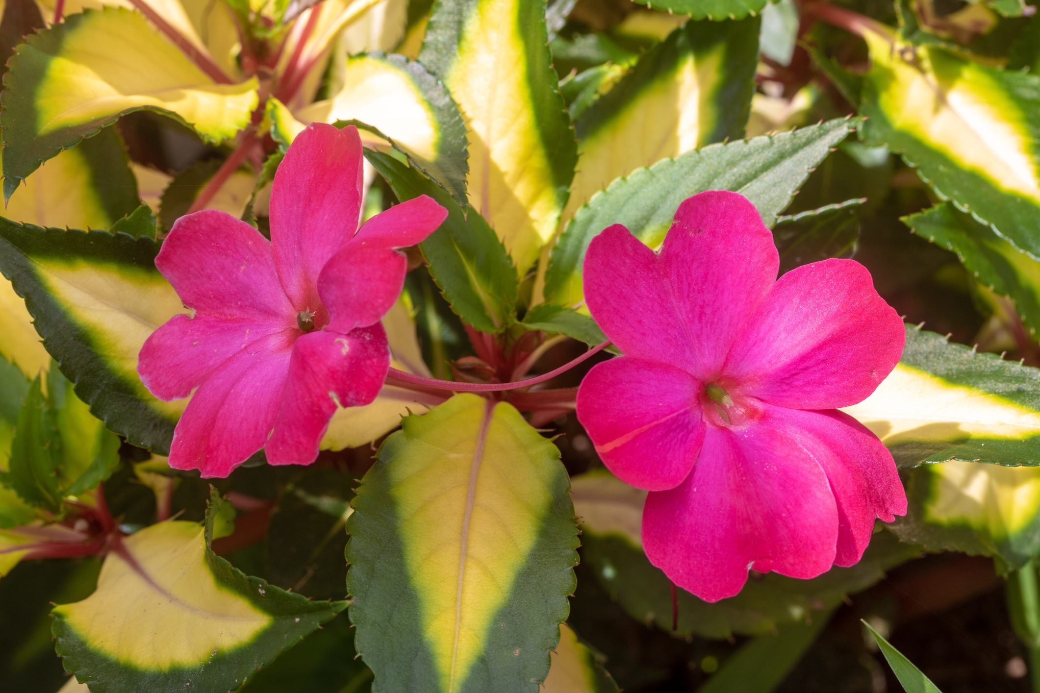 Pink flowering plant with yellow and green leaves