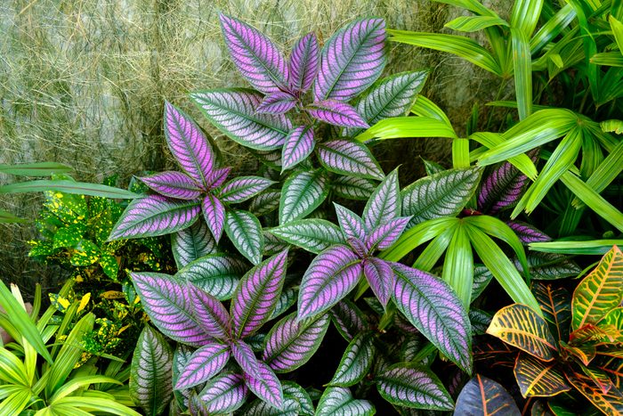 Purple Persian Shield plant