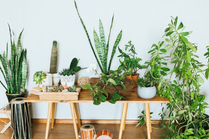 table with a variety of low maintenance plants in an apartment
