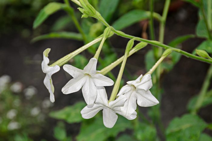 White flower Nicotiana alata (Regina Noptii), green branch, close up