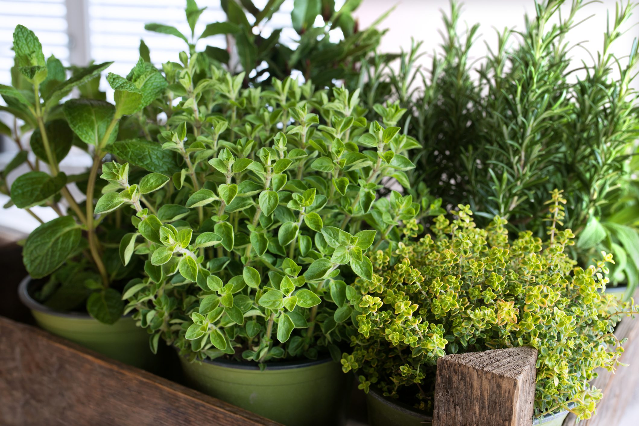 Selection of fresh culinary herbs
