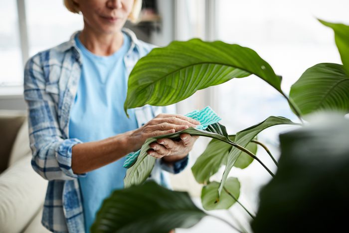 Cleaning leaves of houseplant