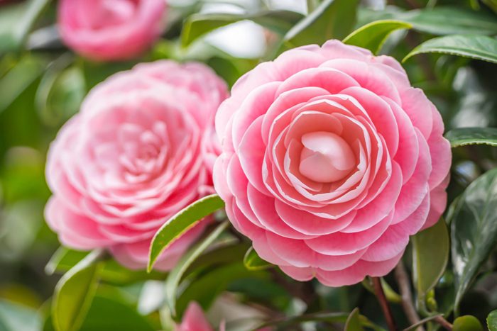 Closeup of pastel pink Camellia Japonica flowers blooming bush in the park or garden.