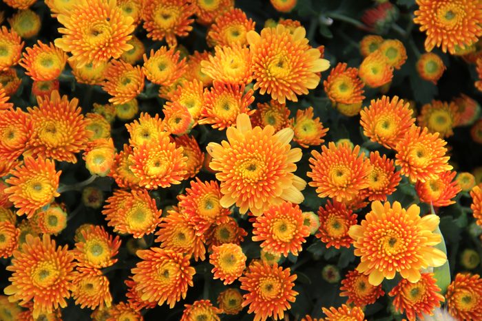 Close-Up Of bunch of orange mums flowers