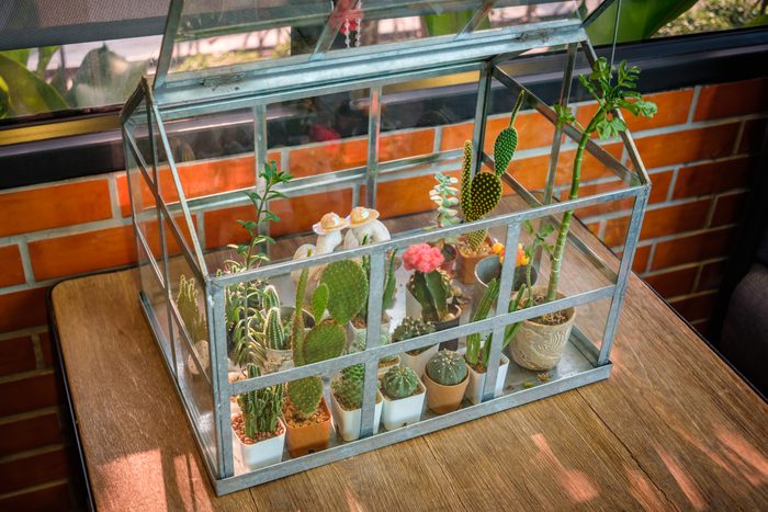 Decor Cactus Greenhouse