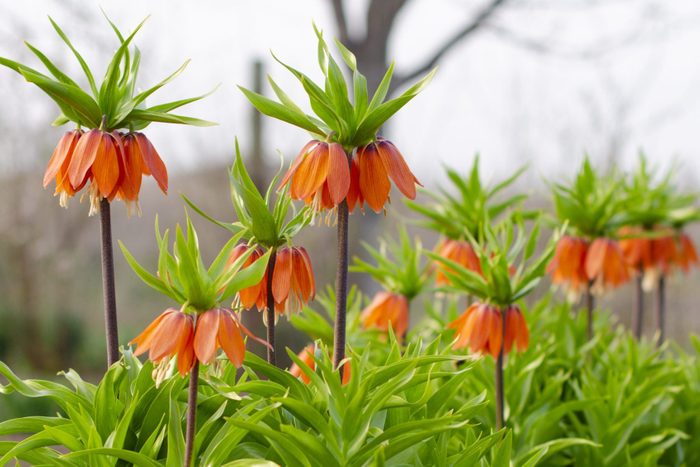 Blooming crown imperial in spring garden. Crown imperial fritillary Fritillaria imperialis flowers. Orange crown imperial flowers.