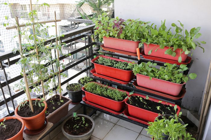Image of outdoor patio, tiered plastic plant troughs planted up with lettuce seedlings, Nasturtiums (Tropaeolum), Rocket, Spinach, Tomatoes, Onions and herbs including Basil, Mint and Parsley