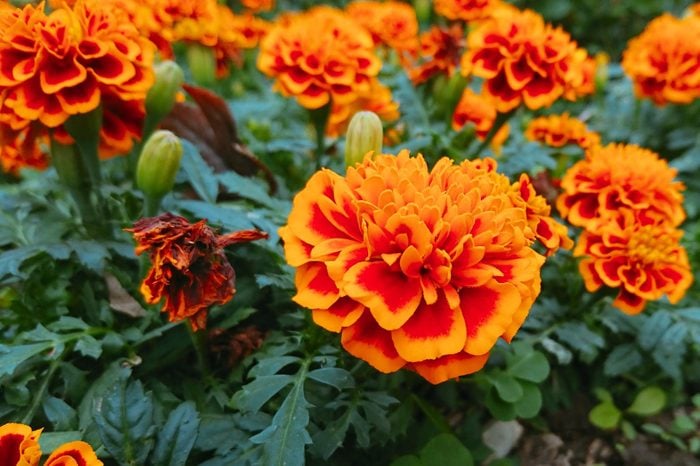 Close-Up Of Orange Marigold Flowers
