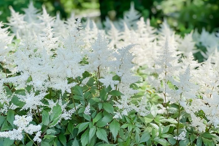 white astilbe blooms