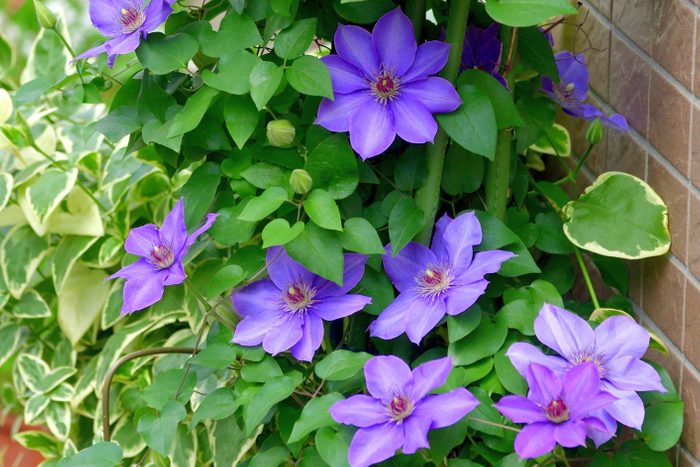 Clematis Flower