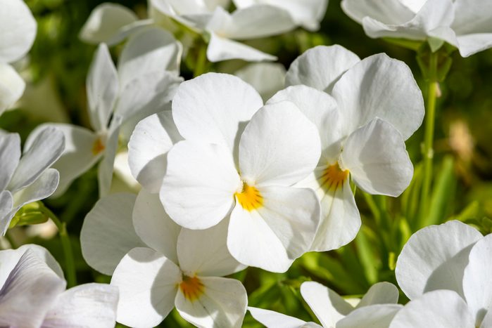White Horned violet - Latin name - Viola cornuta