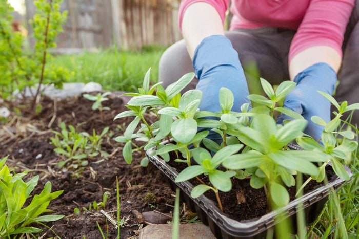 Female Hands Holding A Seedling Tray With Flower Sprouts Near A Flower Bed. Close Up Of Planting Garden Plants. Gardener Working In The Backyard
