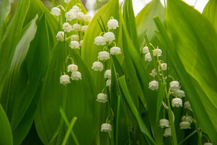 Lily of the valley May-lily,Close-up of white flowering plants