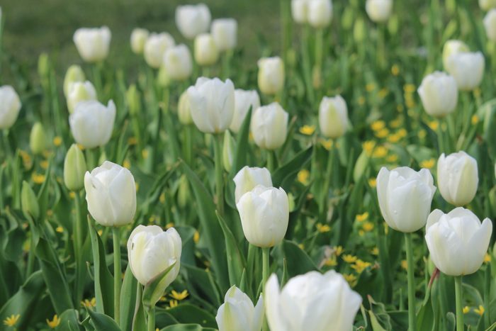 White Tulip Flower Garden in Spring