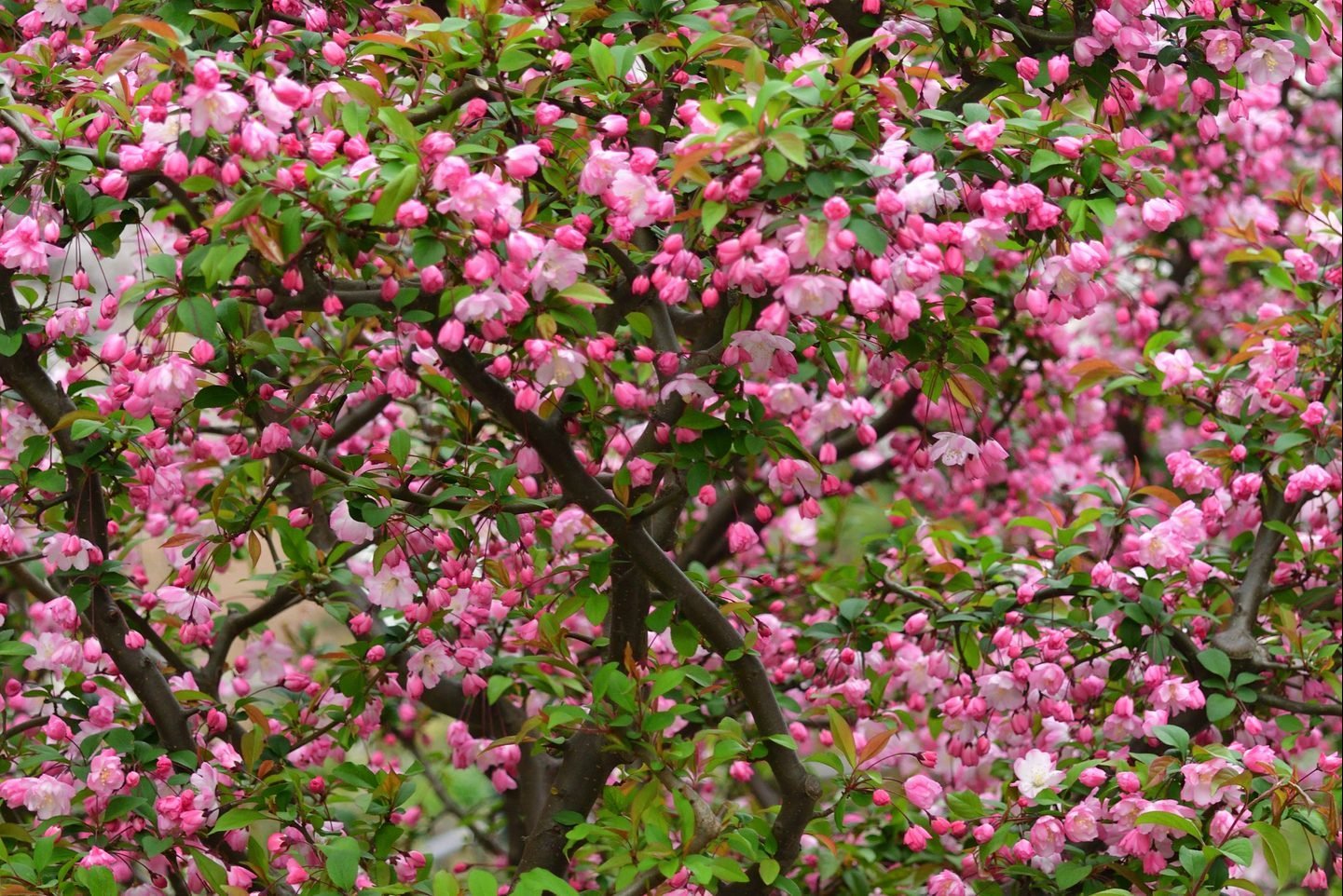 Malus Halliana / Hall's Crabapple Flower