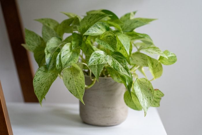 Variegated pothos plant sitting on the shelf in a gray pot