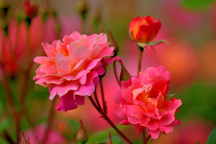Rose Flowers with Multi-colored Background