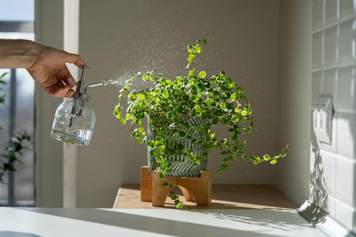 Woman Spraying Ficus Pumila Houseplant, Using Sprayer, Moisturizes Air Surround Leaves At Home