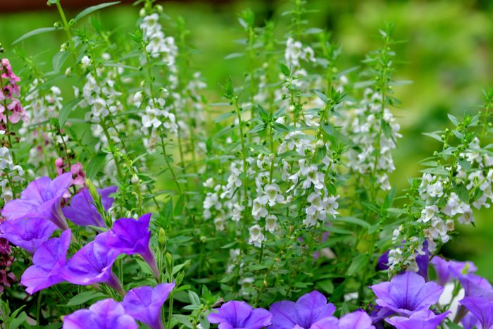 Angelonia Angustifolia / Angelonia / Summer Snapdragon