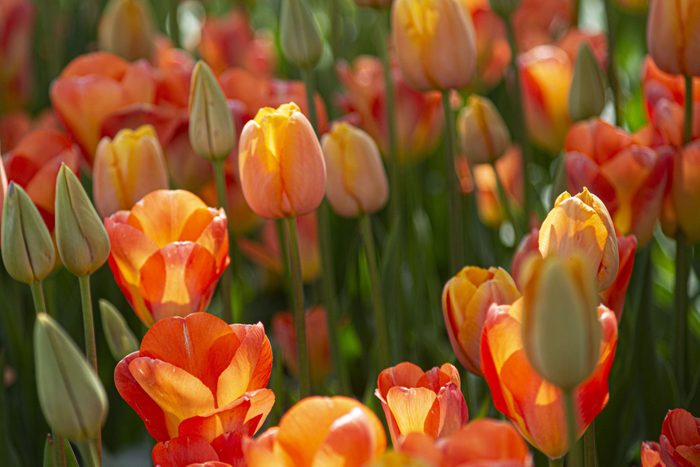 Close-up of orange tulips in a field, Mt Vernon, Washington, United States, USA
