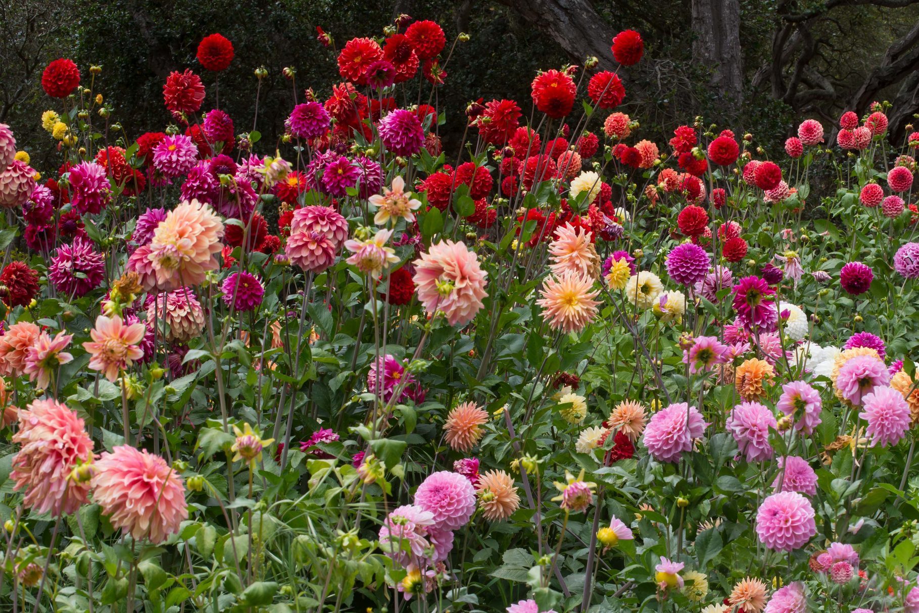 Beautiful Colorful Pom Pom Dahlias In A Garden