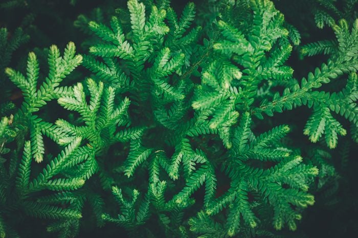 Closeup shot of green Selaginella kraussiana plant leaves for background