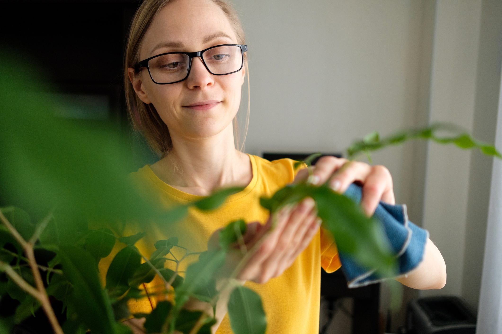 A woman with glasses or a Girl with a Damp Cloth in Her Hands Wipes and Cleans a Houseplant from dust, at home. The Gardener or Housekeeper Takes care of the Ficus Leaves. The concept of caring for flowers, cleaning the space in the house, real life.