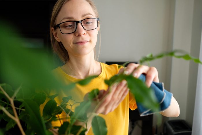 A woman with glasses or a Girl with a Damp Cloth in Her Hands Wipes and Cleans a Houseplant from dust, at home. The Gardener or Housekeeper Takes care of the Ficus Leaves. The concept of caring for flowers, cleaning the space in the house, real life.