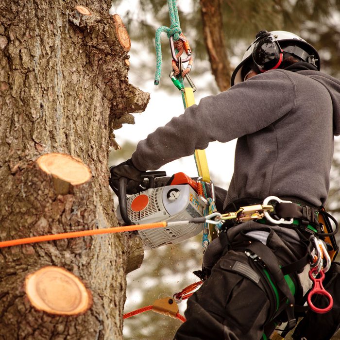 Arborist Cutting Branches with a chainsaw