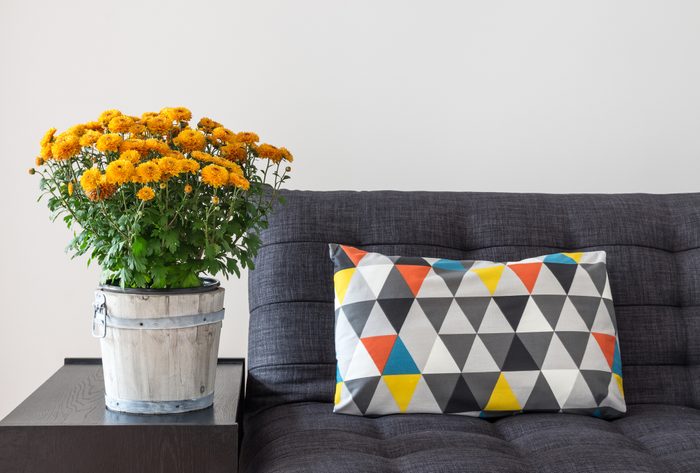 Orange chrysanthemums and bright cushion on a sofa