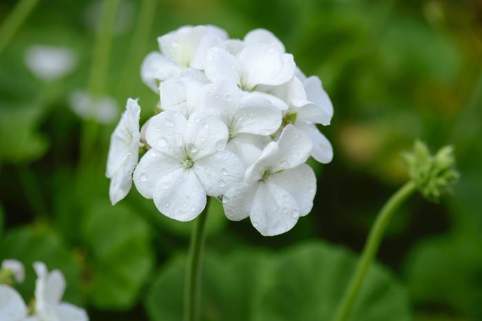 White Geranium Flowers