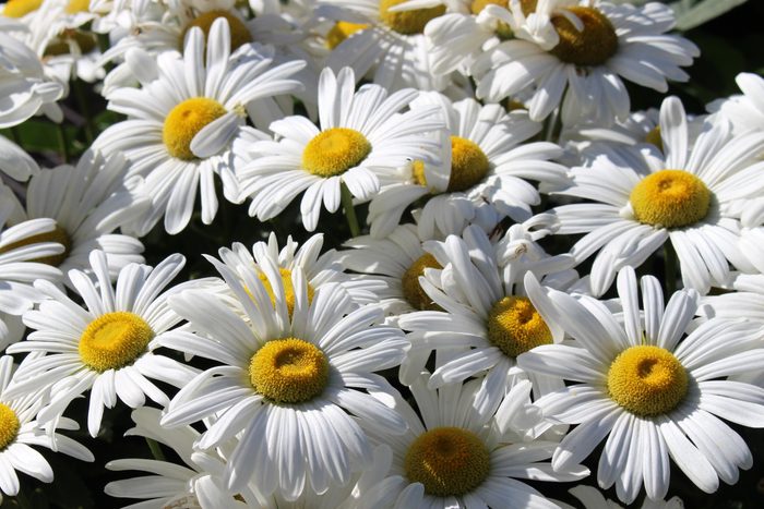 DaisiesGrouping of White daisies