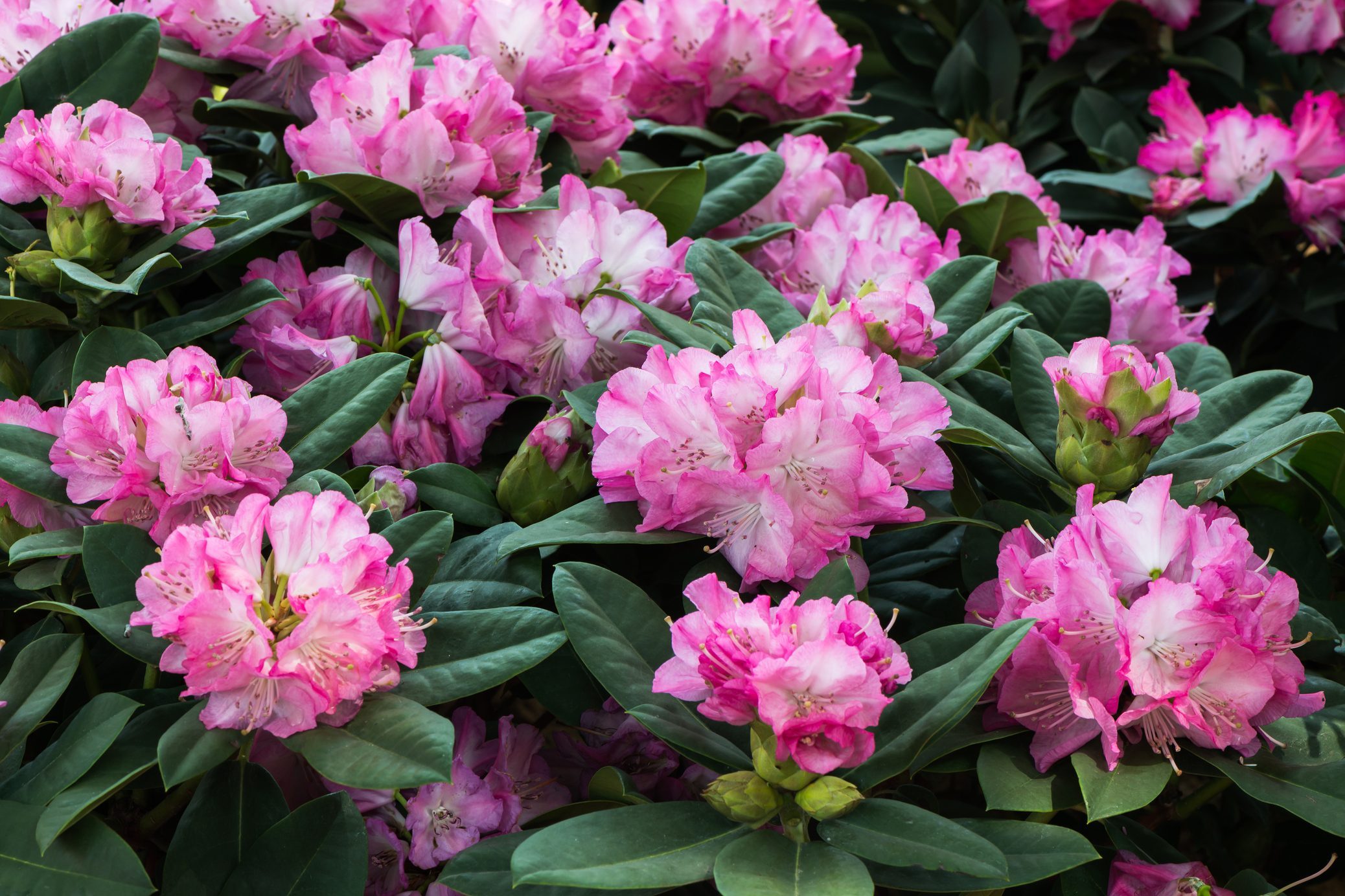 To Plant Care for Rhododendrons