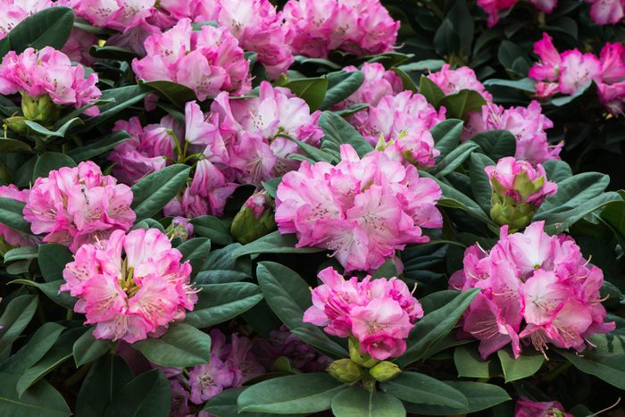 Pink Rhododendron flower