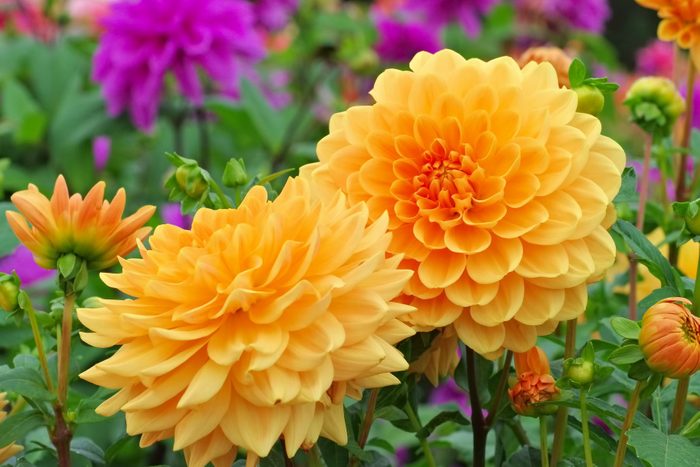 orange Dahlia blooms in a garden