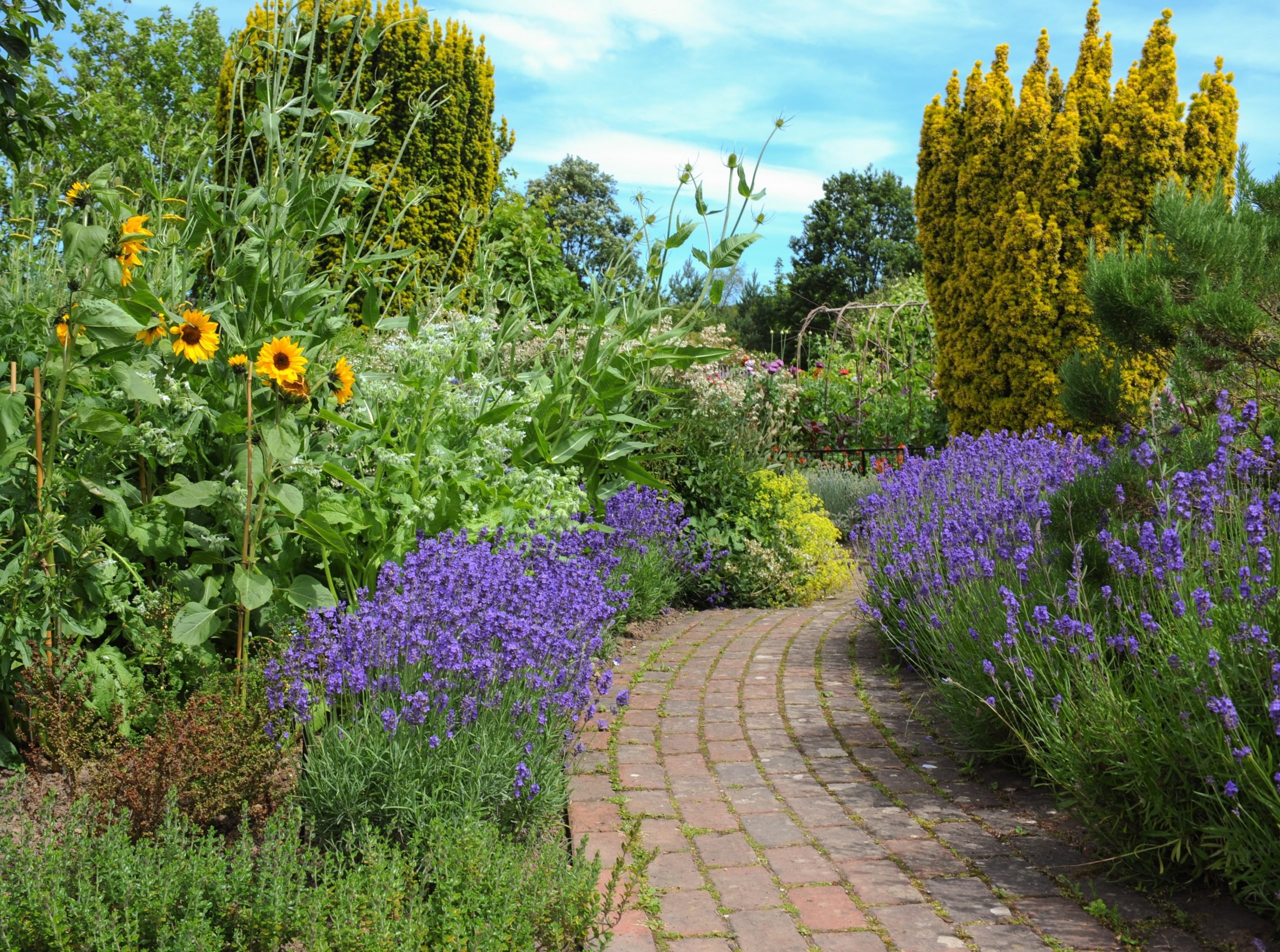 Lavender Bushes and Sunflowers Beside a Footpath